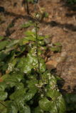 Beesia calthifolia RCP4-07 027.jpg